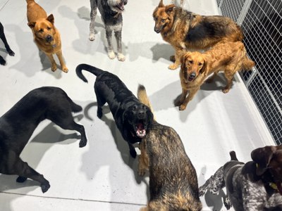 A group of dogs in the indoor area